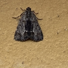 Spectrotrota fimbrialis at Jerrabomberra, NSW - 16 Jan 2022