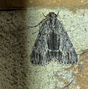 Spectrotrota fimbrialis at Jerrabomberra, NSW - 16 Jan 2022