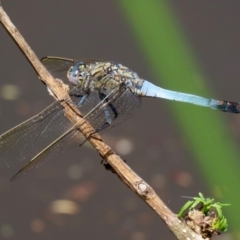 Orthetrum caledonicum (Blue Skimmer) at Bonython, ACT - 15 Jan 2022 by RodDeb