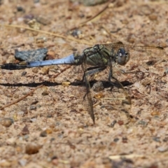 Orthetrum caledonicum at Bonython, ACT - 15 Jan 2022