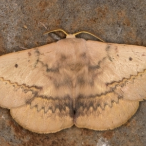 Anthela varia at Melba, ACT - 5 Jan 2022 11:48 PM