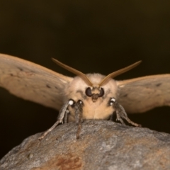 Anthela varia at Melba, ACT - 5 Jan 2022 11:48 PM