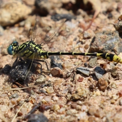 Austrogomphus australis (Inland Hunter) at Bonython, ACT - 15 Jan 2022 by RodDeb