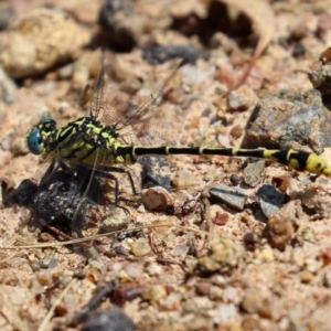 Austrogomphus australis at Bonython, ACT - 15 Jan 2022