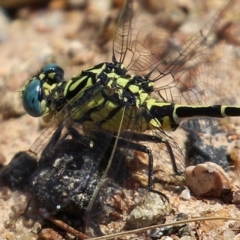 Austrogomphus australis at Bonython, ACT - 15 Jan 2022