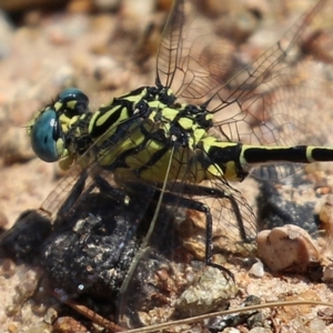 Austrogomphus australis at Bonython, ACT - 15 Jan 2022