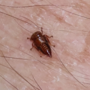 Cicadellidae (family) at Bonython, ACT - 15 Jan 2022