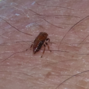 Cicadellidae (family) at Bonython, ACT - 15 Jan 2022