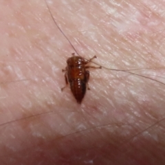 Cicadellidae (family) at Bonython, ACT - 15 Jan 2022