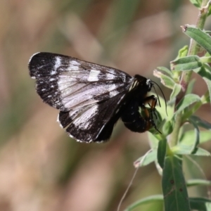 Phalaenoides tristifica at Bonython, ACT - 15 Jan 2022