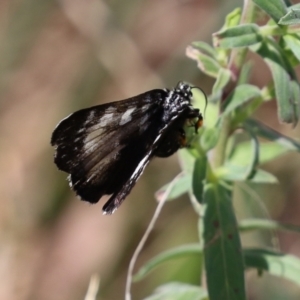 Phalaenoides tristifica at Bonython, ACT - 15 Jan 2022