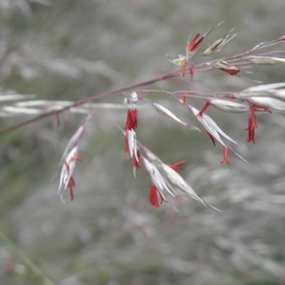 Rytidosperma pallidum (Red-anther Wallaby Grass) at Tennent, ACT - 10 Jan 2022 by MatthewFrawley