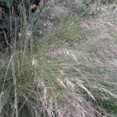 Rytidosperma pallidum at Tennent, ACT - 10 Jan 2022