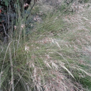 Rytidosperma pallidum at Tennent, ACT - 10 Jan 2022 08:14 AM