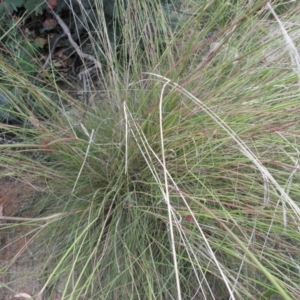 Rytidosperma pallidum at Tennent, ACT - 10 Jan 2022 08:14 AM