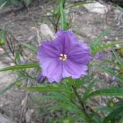 Solanum linearifolium (Kangaroo Apple) at Tennent, ACT - 9 Jan 2022 by MatthewFrawley