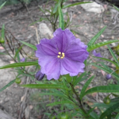 Solanum linearifolium (Kangaroo Apple) at Tennent, ACT - 10 Jan 2022 by MatthewFrawley