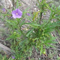 Solanum linearifolium at Tennent, ACT - 10 Jan 2022 08:15 AM