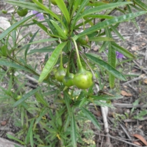 Solanum linearifolium at Tennent, ACT - 10 Jan 2022 08:15 AM