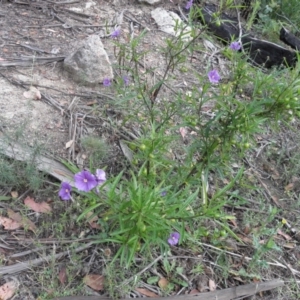 Solanum linearifolium at Tennent, ACT - 10 Jan 2022 08:15 AM