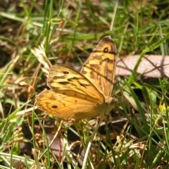 Heteronympha merope (Common Brown Butterfly) at Tennent, ACT - 9 Jan 2022 by MatthewFrawley