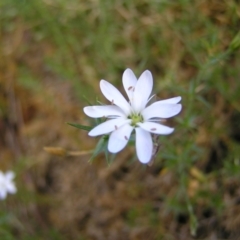 Stellaria pungens (Prickly Starwort) at Tennent, ACT - 10 Jan 2022 by MatthewFrawley