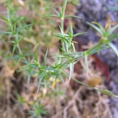 Stellaria pungens at Tennent, ACT - 10 Jan 2022