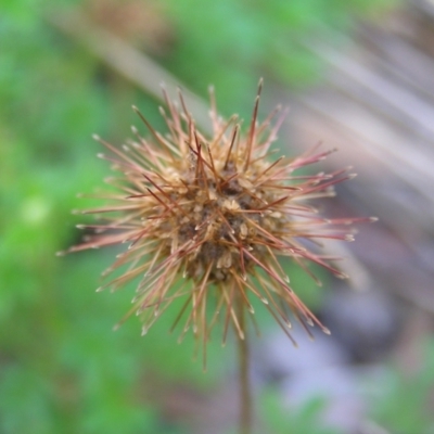 Acaena novae-zelandiae (Bidgee Widgee) at Tennent, ACT - 9 Jan 2022 by MatthewFrawley