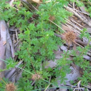 Acaena novae-zelandiae at Tennent, ACT - 10 Jan 2022