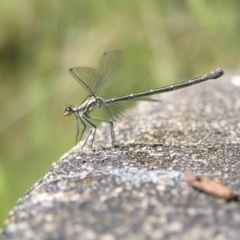 Austroargiolestes icteromelas (Common Flatwing) at Tennent, ACT - 10 Jan 2022 by MatthewFrawley