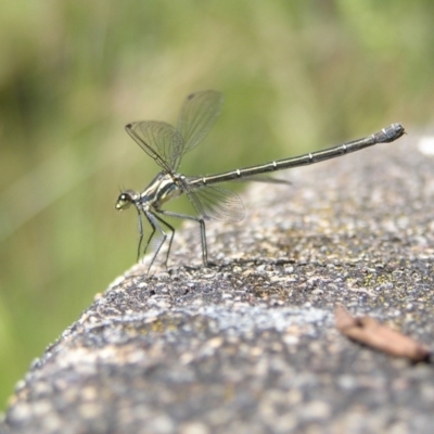 Austroargiolestes icteromelas (Common Flatwing) at Tennent, ACT - 9 Jan 2022 by MatthewFrawley