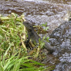 Intellagama lesueurii howittii (Gippsland Water Dragon) at Tennent, ACT - 10 Jan 2022 by MatthewFrawley