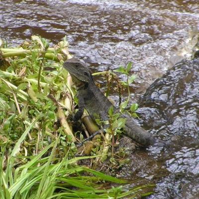 Intellagama lesueurii howittii (Gippsland Water Dragon) at Tennent, ACT - 10 Jan 2022 by MatthewFrawley