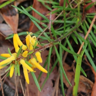 Persoonia linearis (Narrow-leaved Geebung) at Pambula Beach, NSW - 3 Jan 2022 by KylieWaldon