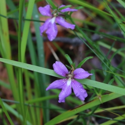Scaevola ramosissima (Hairy Fan-flower) at Pambula Beach, NSW - 3 Jan 2022 by KylieWaldon