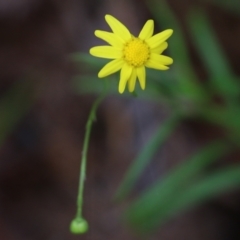 Senecio madagascariensis (Madagascan Fireweed, Fireweed) at Pambula Beach, NSW - 2 Jan 2022 by KylieWaldon