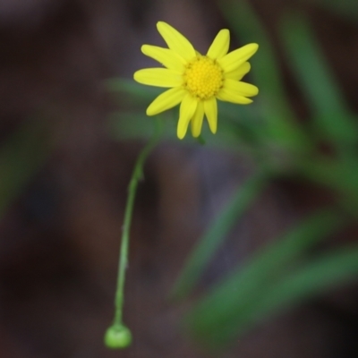 Senecio madagascariensis (Madagascan Fireweed, Fireweed) at Pambula Beach, NSW - 2 Jan 2022 by KylieWaldon