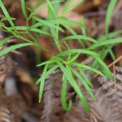 Senecio madagascariensis at Pambula Beach, NSW - 3 Jan 2022 08:42 AM