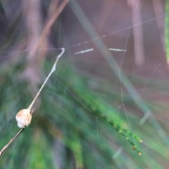 Ariamnes sp. (genus) (A whip spider) at Pambula Beach, NSW - 3 Jan 2022 by KylieWaldon