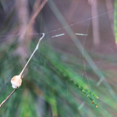 Unidentified Spider (Araneae) at Pambula Beach, NSW - 2 Jan 2022 by KylieWaldon