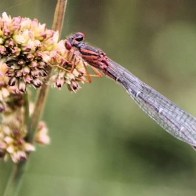 Xanthagrion erythroneurum (Red & Blue Damsel) at Urila, NSW - 11 Jan 2022 by Milobear