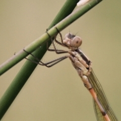 Austrolestes leda at Urila, NSW - 11 Jan 2022 11:54 AM