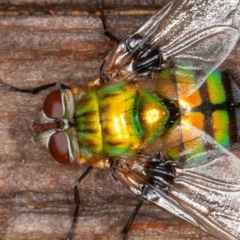 Rutilia (Chrysorutilia) formosa (A Bristle fly) at Cotter River, ACT - 15 Jan 2022 by rawshorty
