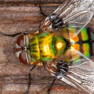 Rutilia (Chrysorutilia) formosa at Cotter River, ACT - 15 Jan 2022