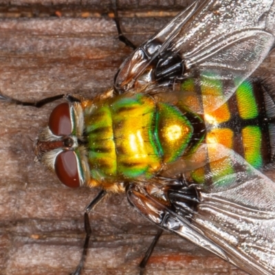 Rutilia (Chrysorutilia) formosa (A Bristle fly) at Cotter River, ACT - 15 Jan 2022 by rawshorty