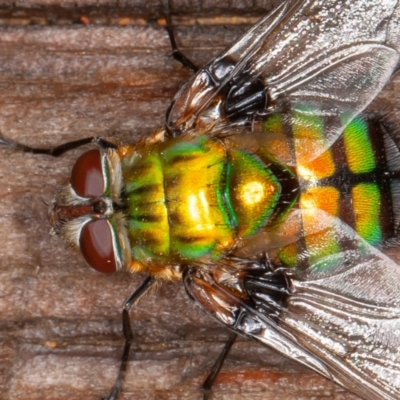 Rutilia (Chrysorutilia) formosa (A Bristle fly) at Cotter River, ACT - 14 Jan 2022 by rawshorty