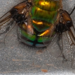 Rutilia (Chrysorutilia) formosa at Cotter River, ACT - 15 Jan 2022