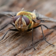 Rutilia (Chrysorutilia) formosa at Cotter River, ACT - 15 Jan 2022 10:47 AM