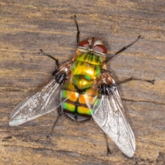 Rutilia (Chrysorutilia) formosa at Cotter River, ACT - 15 Jan 2022