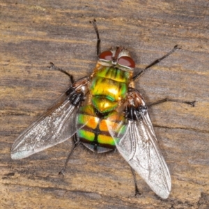 Rutilia (Chrysorutilia) formosa at Cotter River, ACT - 15 Jan 2022 10:47 AM